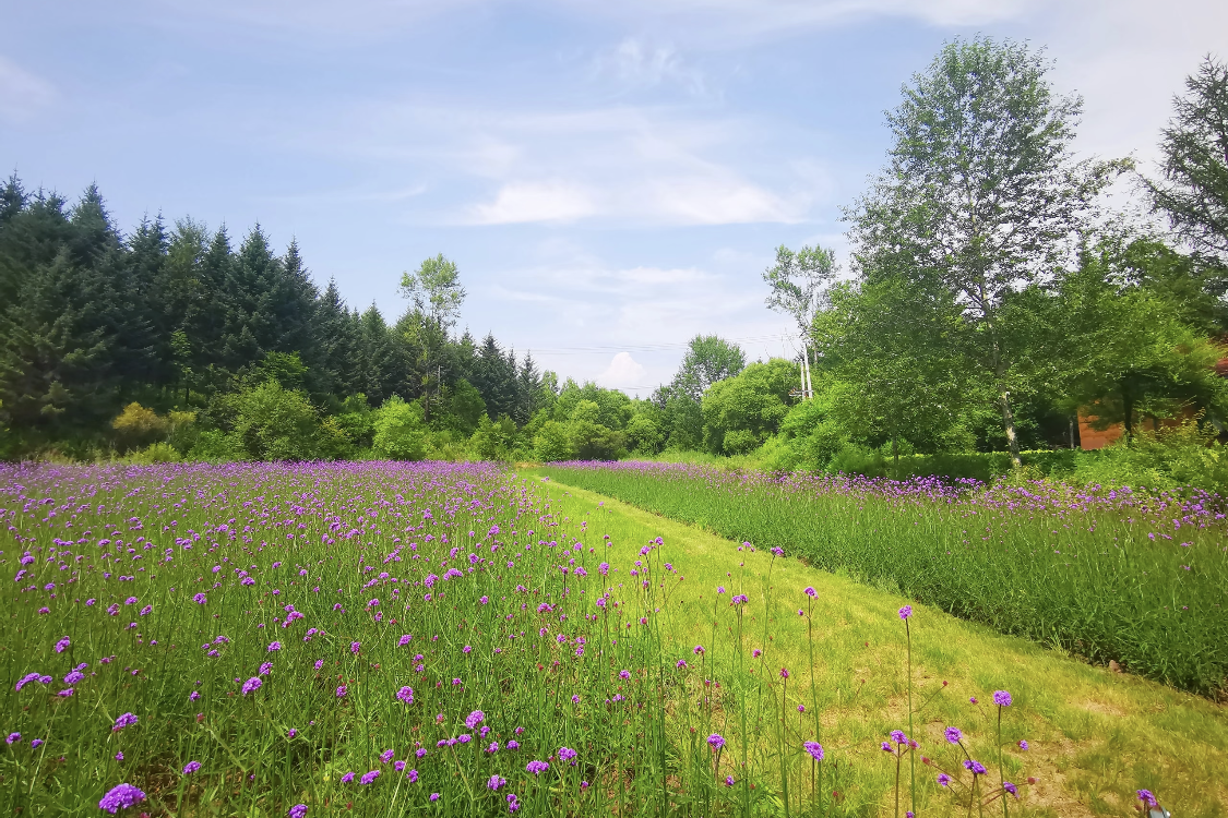 Hegang Forest Park